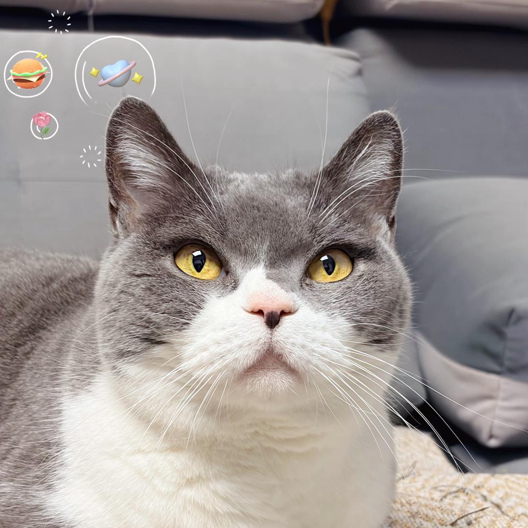 除了快乐还有开心