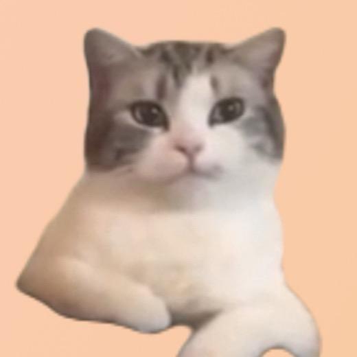 猫猫meme记