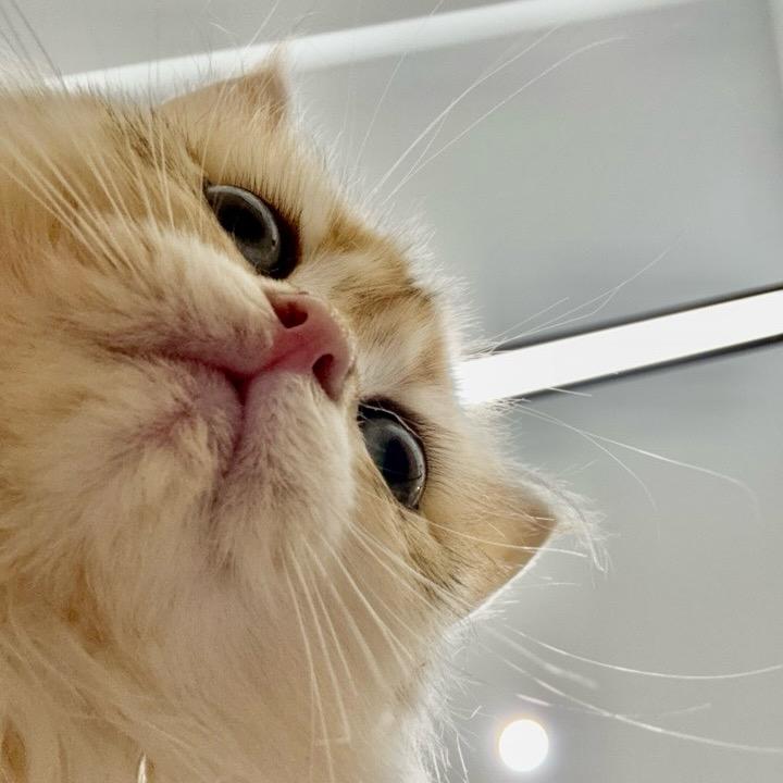 小喵驾到
