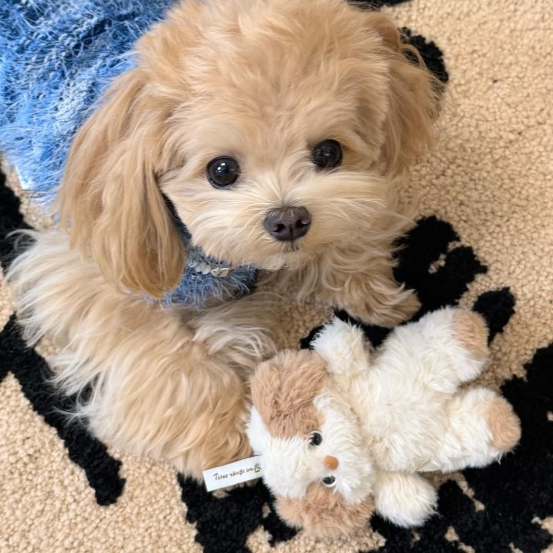 快乐小狗🐶