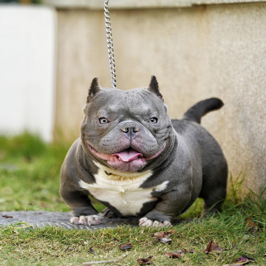 王多鱼恶霸犬🌀
