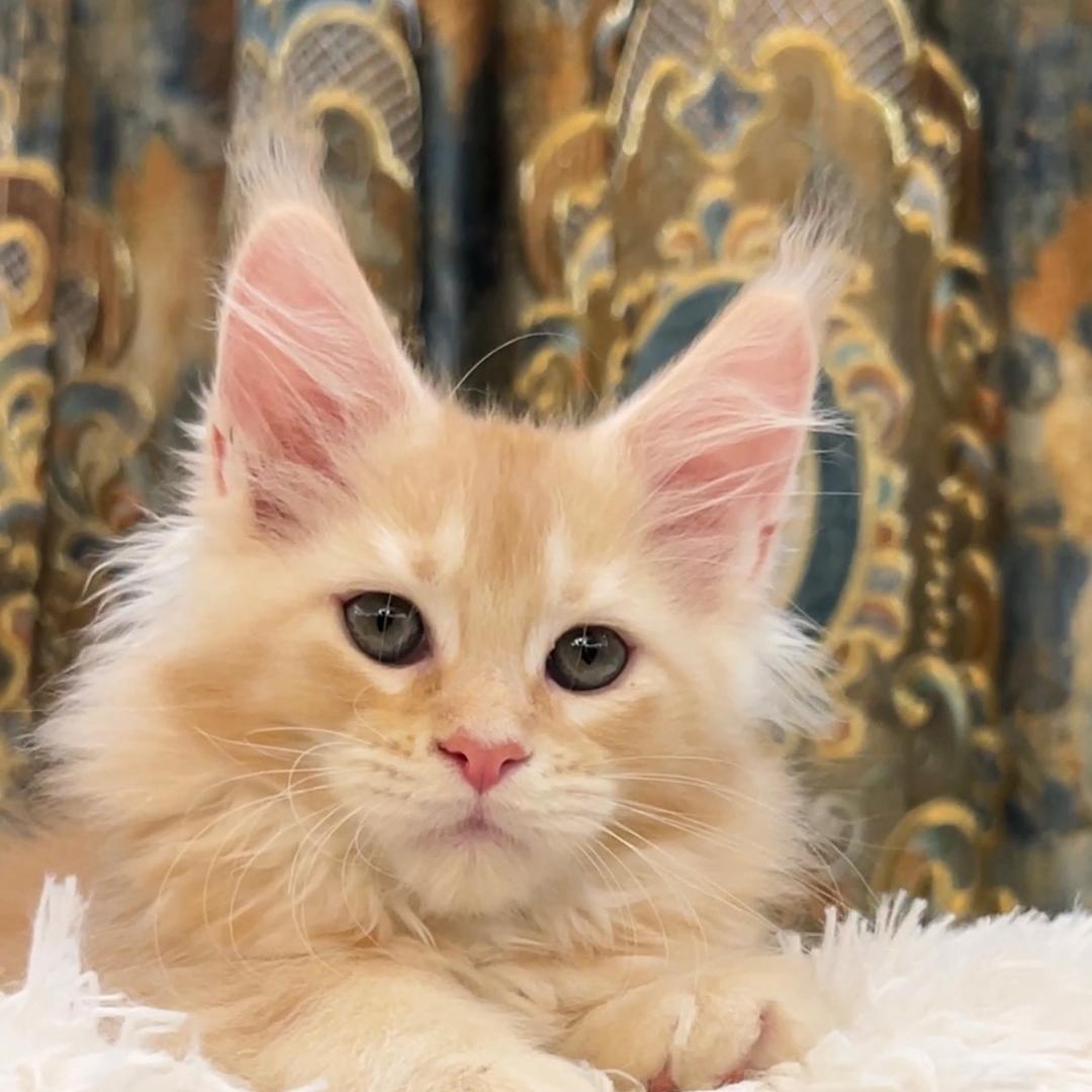 2pac缅因猫舍