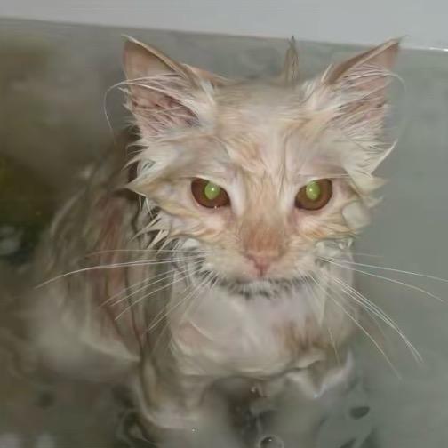 moonlight.大魔王😈