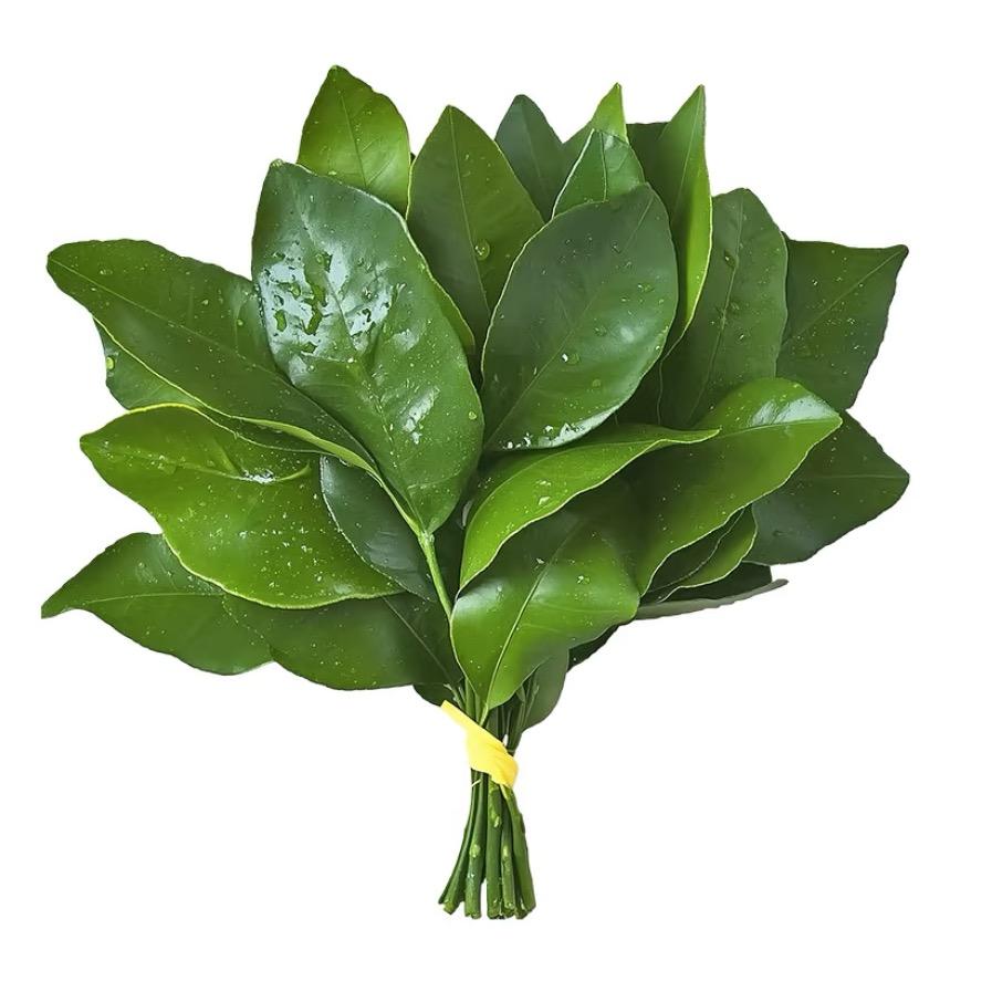 抖妹兜兜风