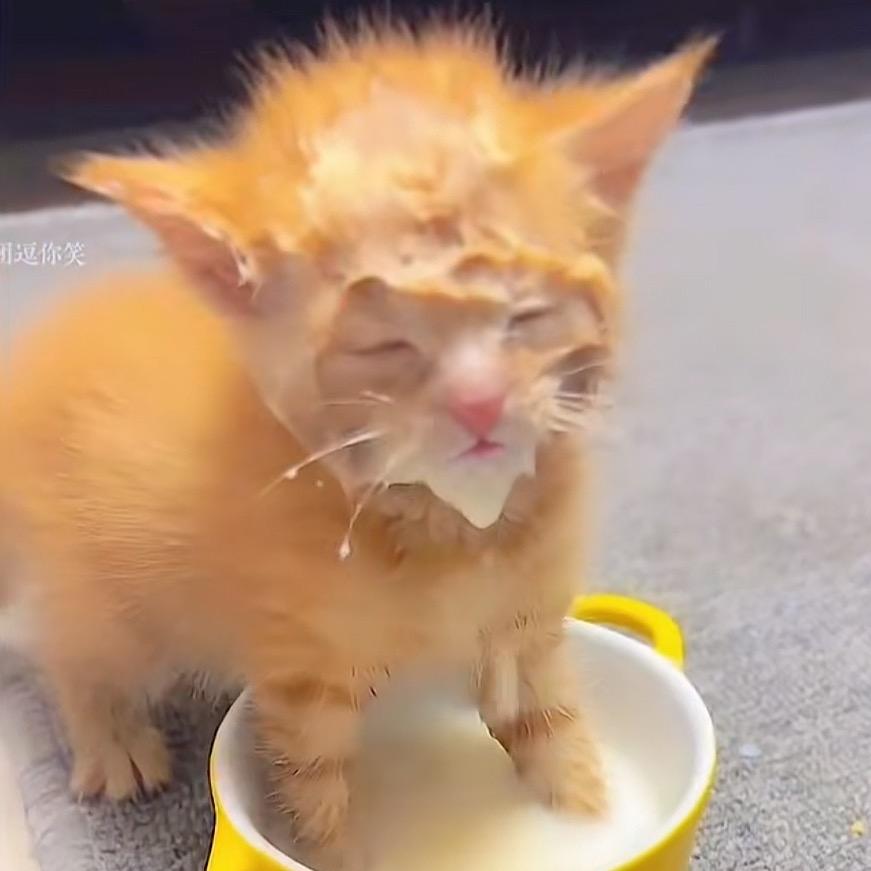 17的舔狗（分币不刷就是陪伴）