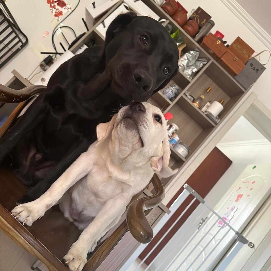 （豆包和豆粒）是只拉布拉多🐕‍🦺🐩