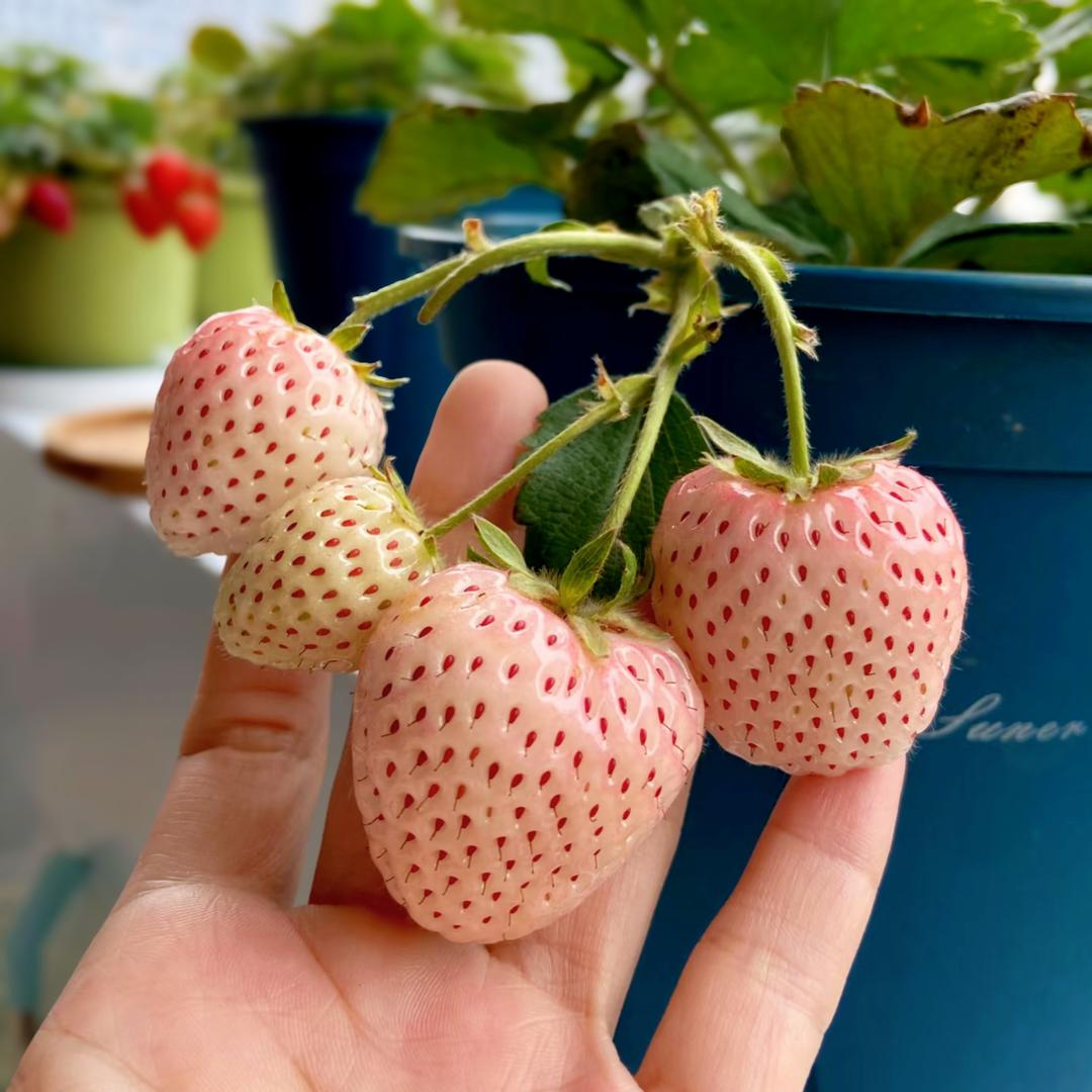 玉溪抚仙湖边草莓