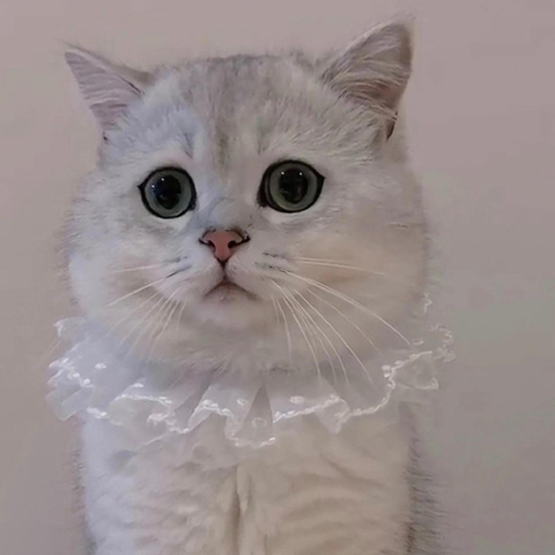 ღ 财神爷的心头猫ღ