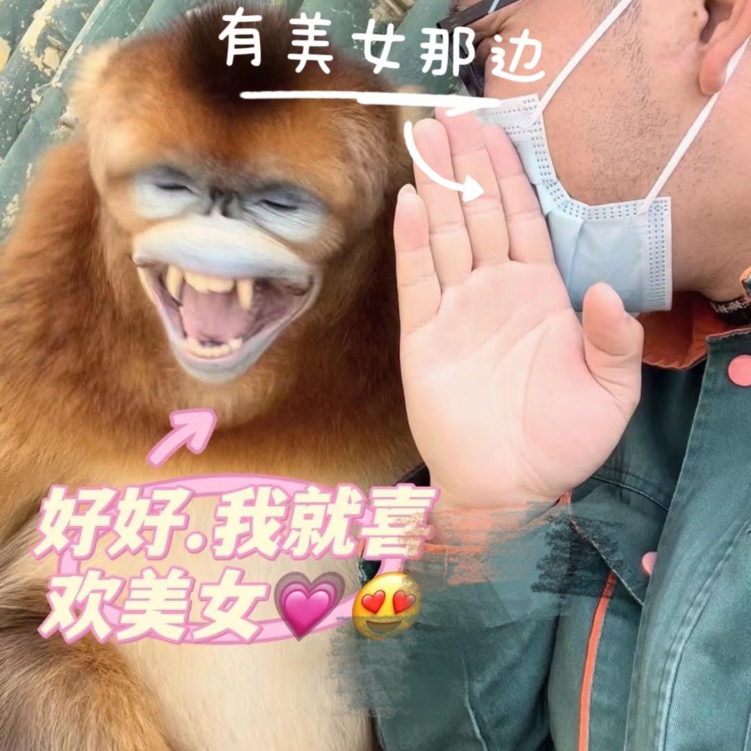 国宝金丝猴@抖音