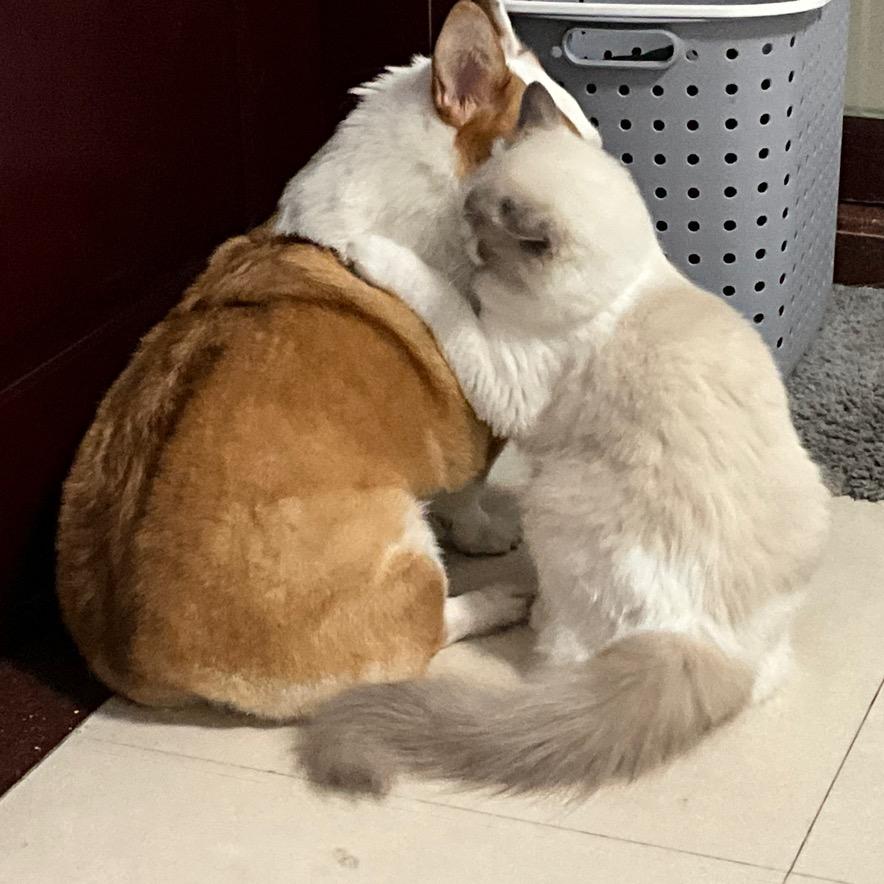 乔🐱打糕糕🐶