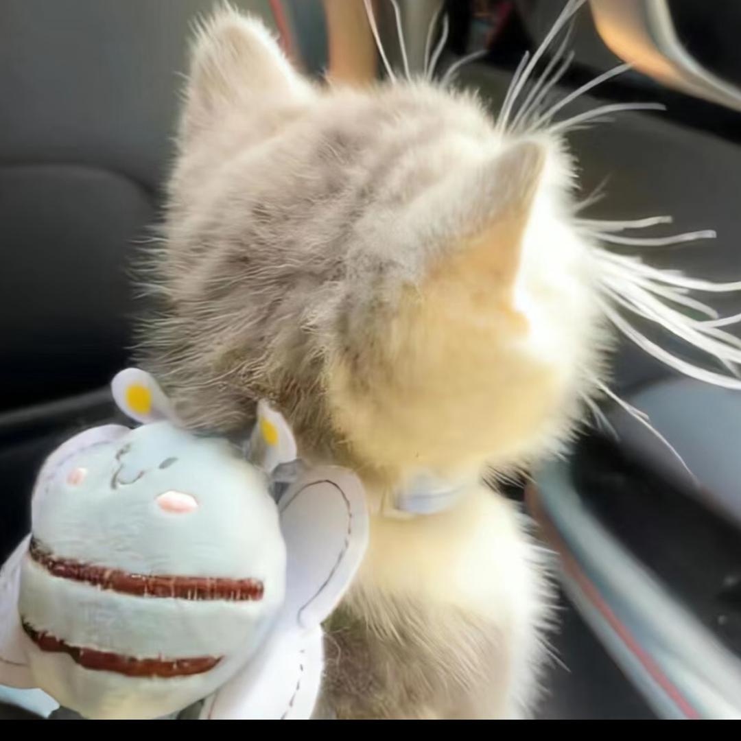 猫宝
