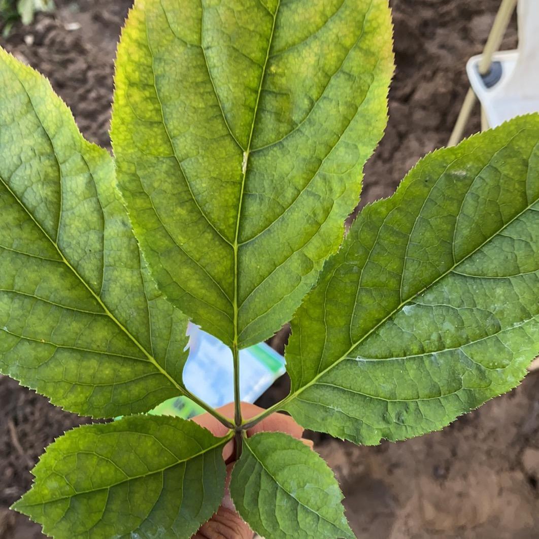 长白山人参精选