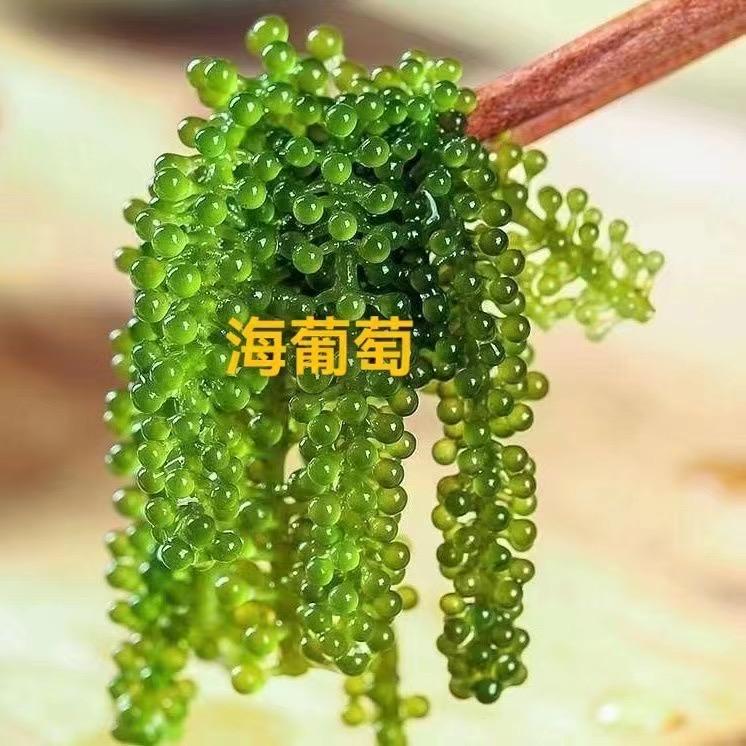三亚海葡萄