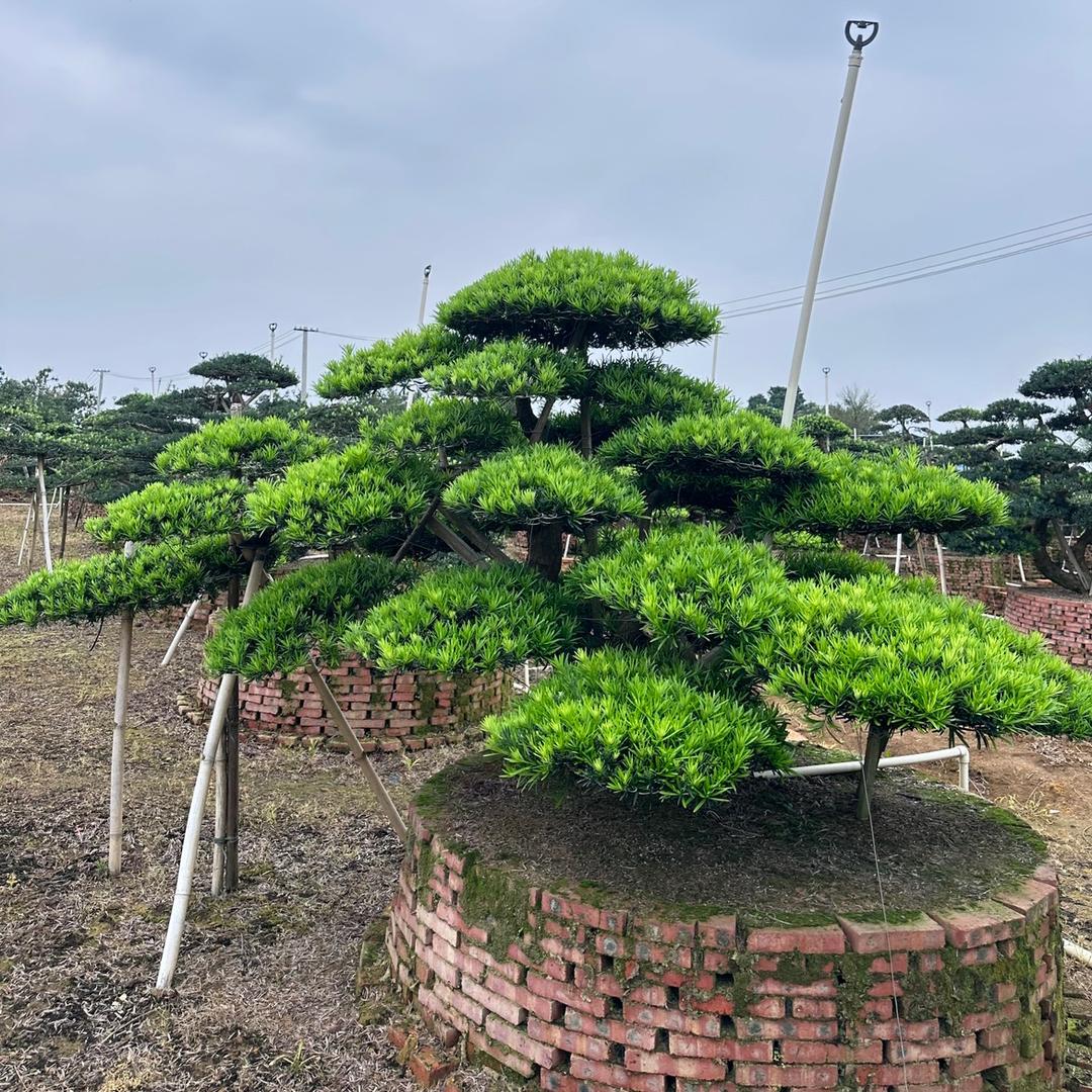 鑫意园林罗汉松