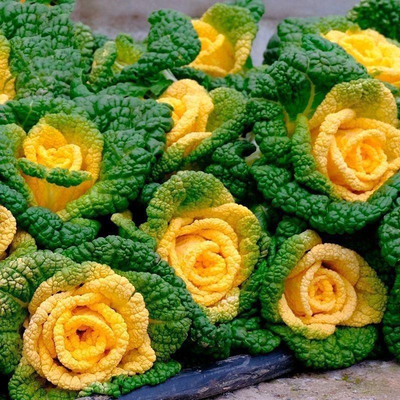 蔬菜花卉农资批发部