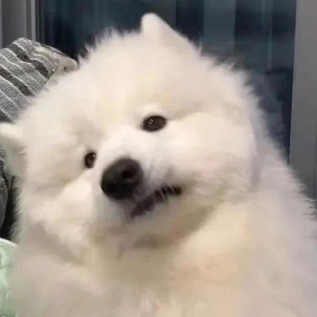 萨摩耶