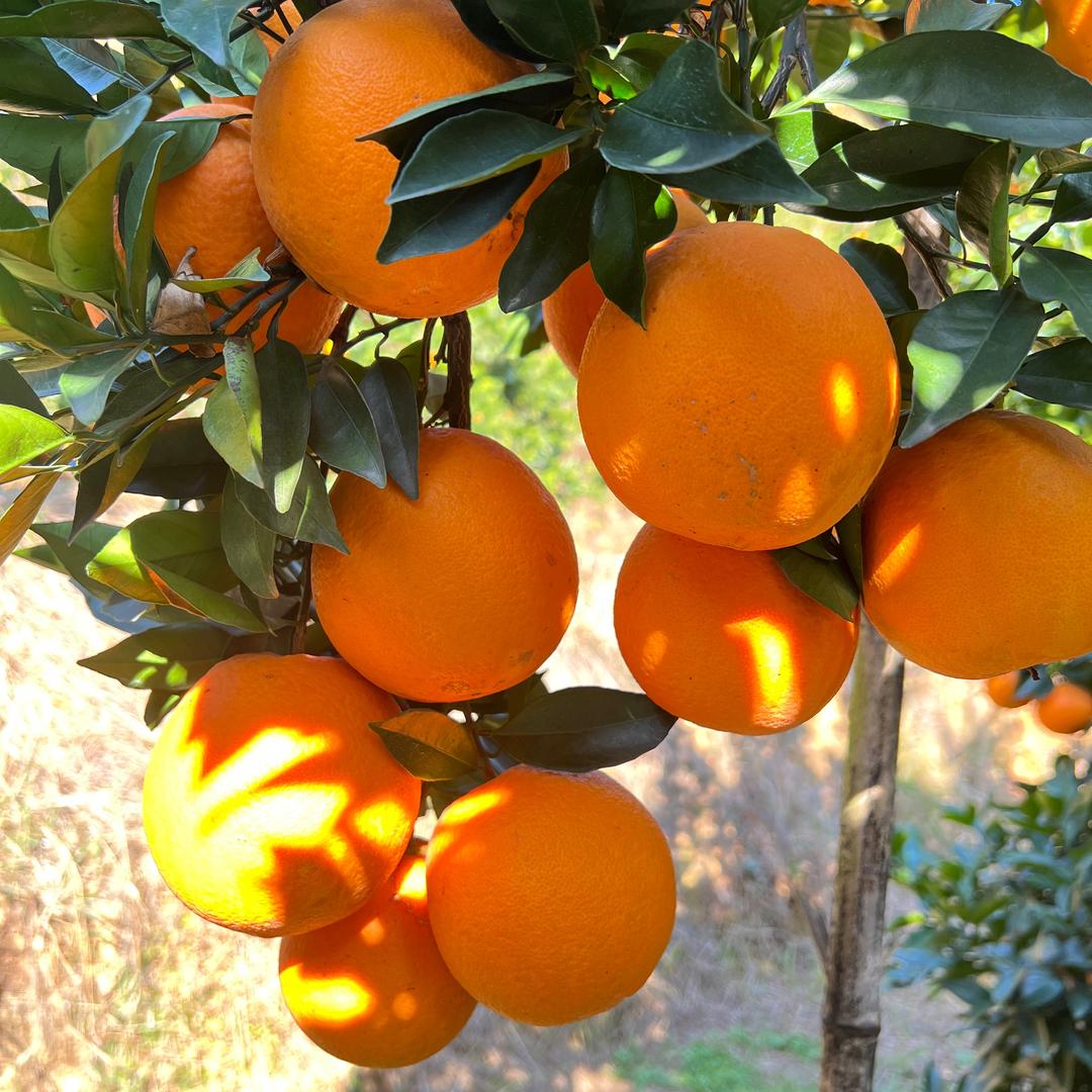 赣南脐橙种植批发