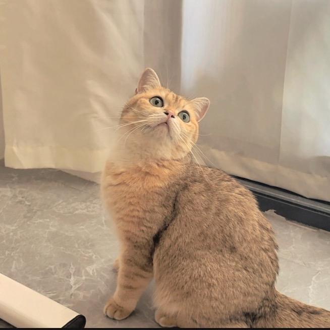 小金猪huhu