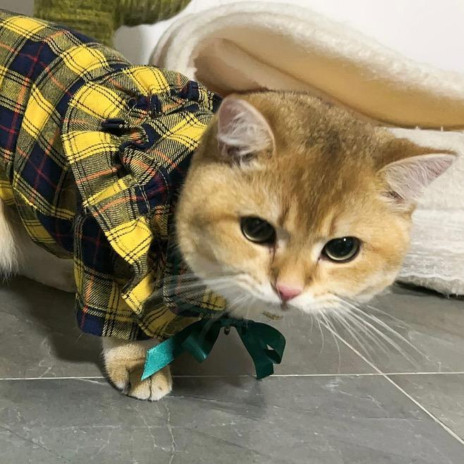 𝘾𝙝𝙖𝙪𝙣𝙘𝙚𝙮.