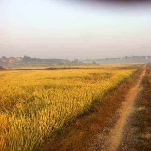 小红署（王胜祖桥头农资   鱼虾料）