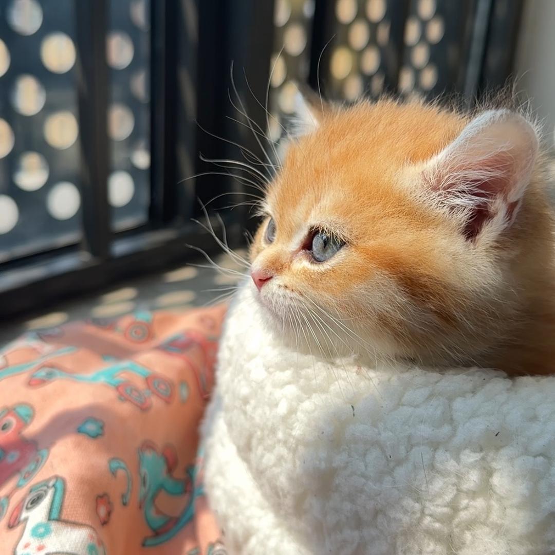 金豆是只可爱猫