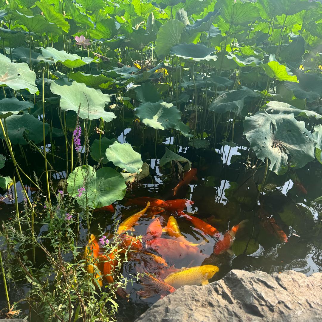 峡谷资深趴菜