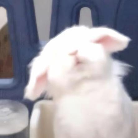 吴兔兔🐰