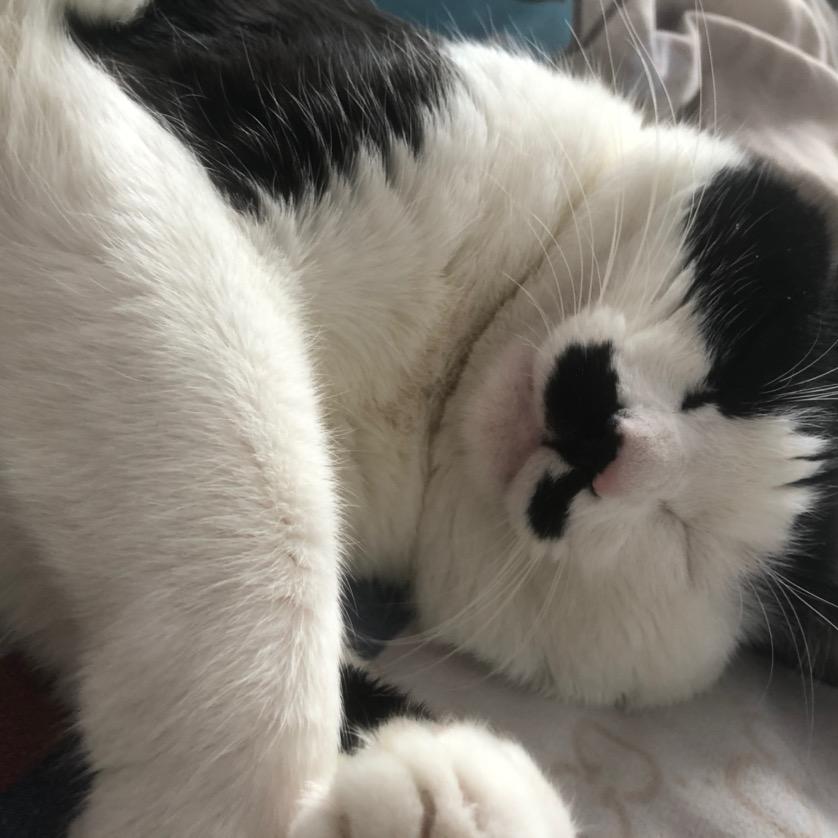 会睡觉的老猫
