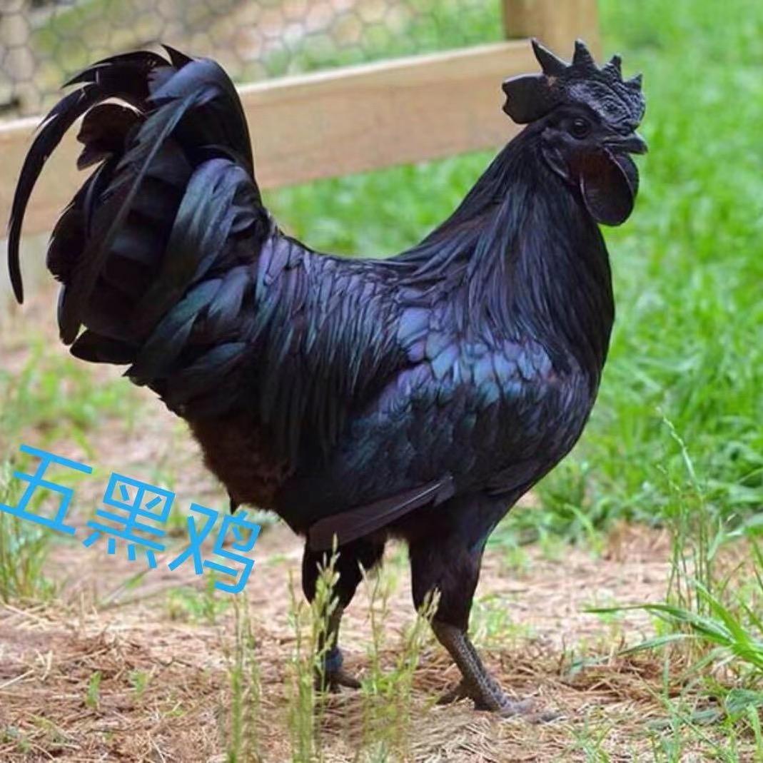 莘桦牧场