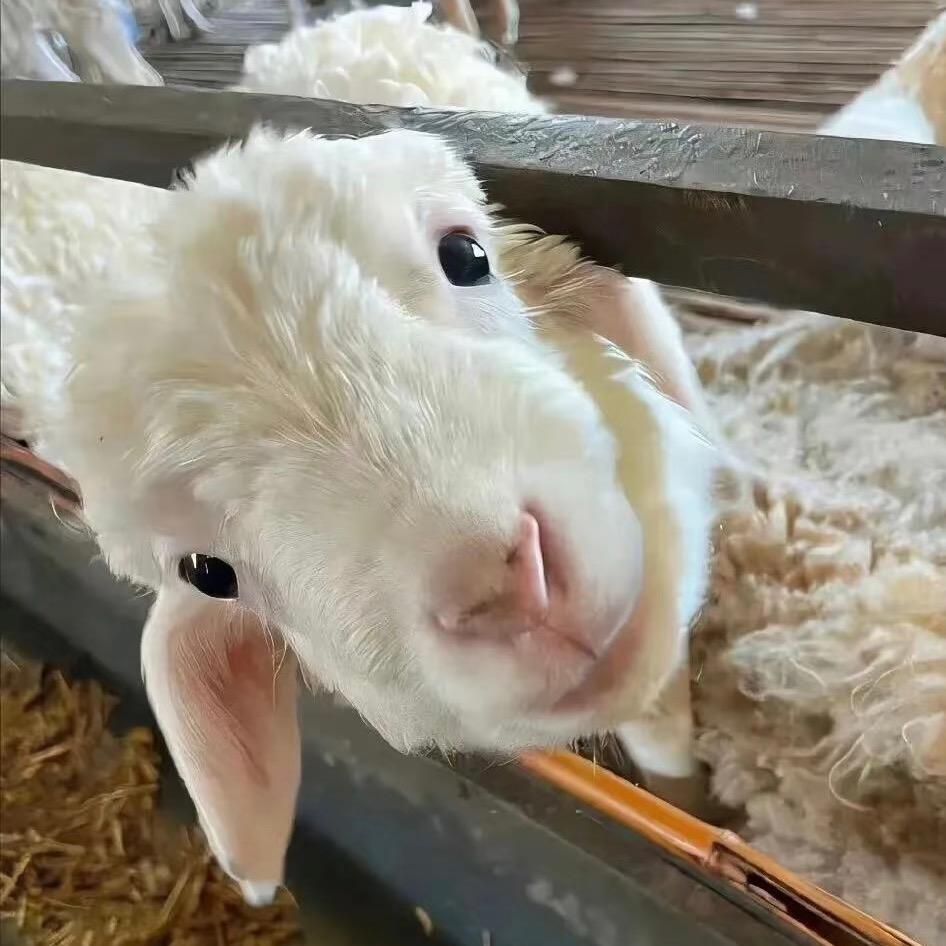 SheepZ-🐑