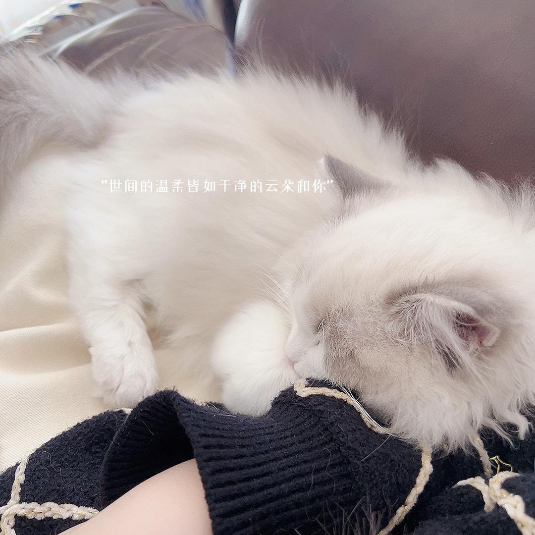 蜜桃可乐喵