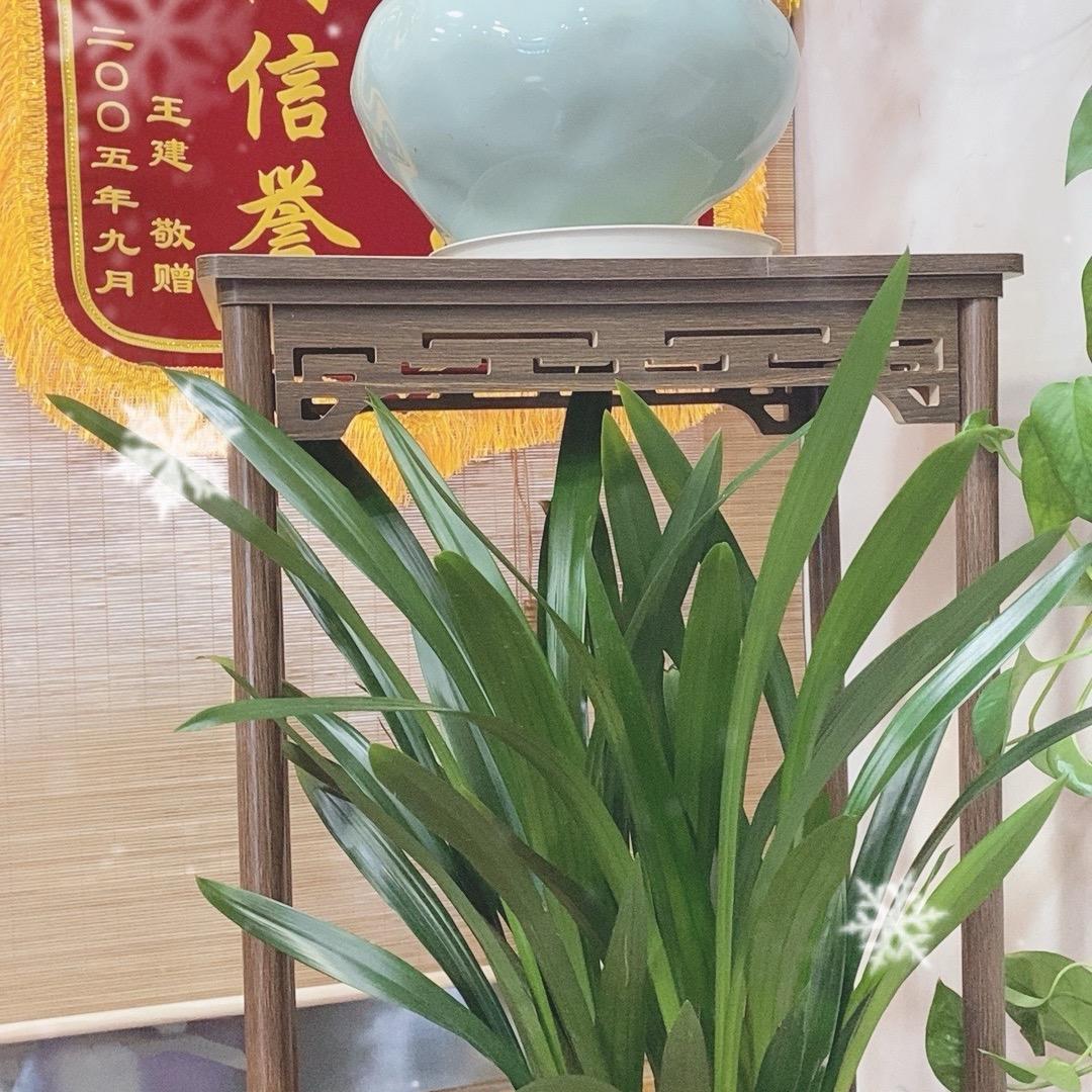 养生小杨