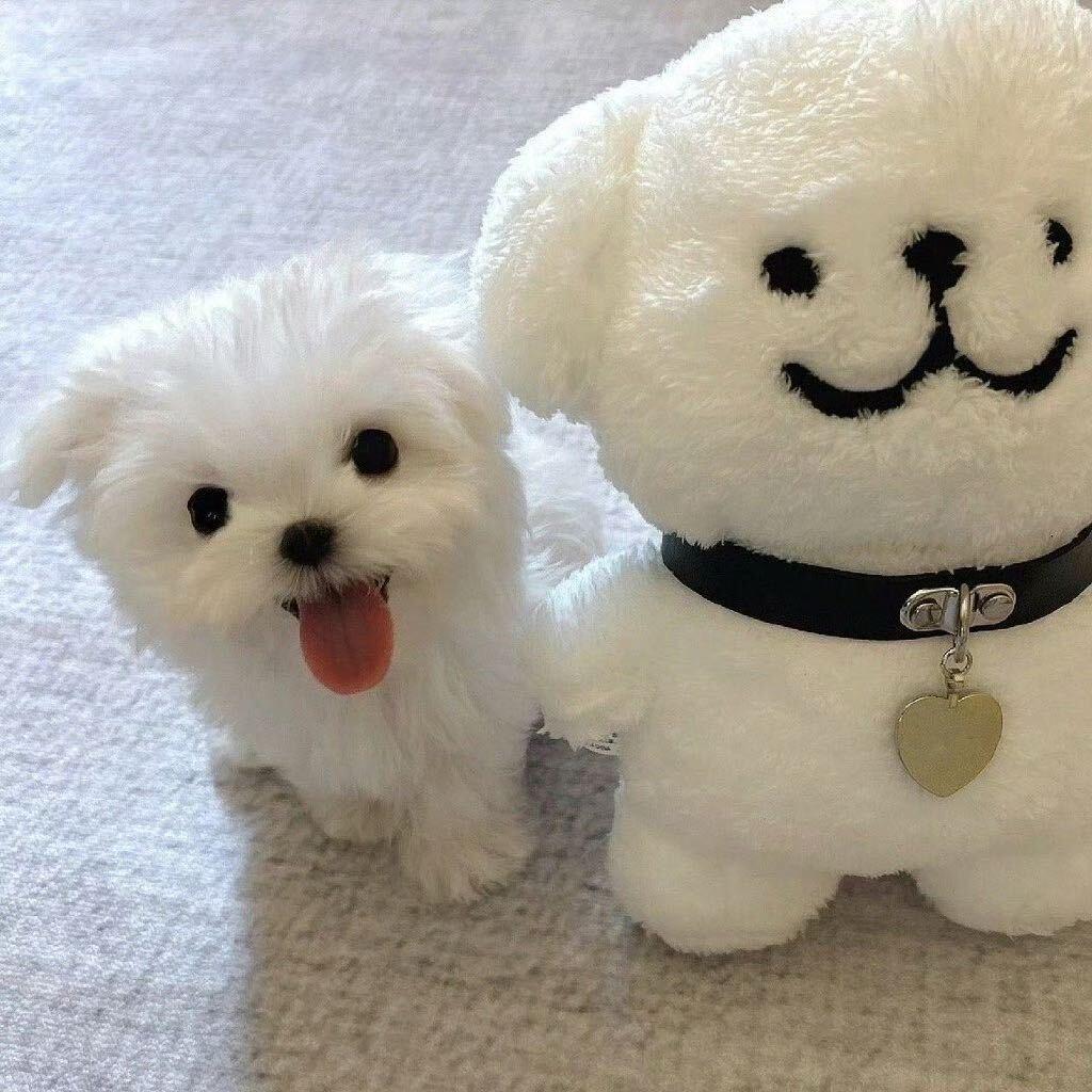 亚亚