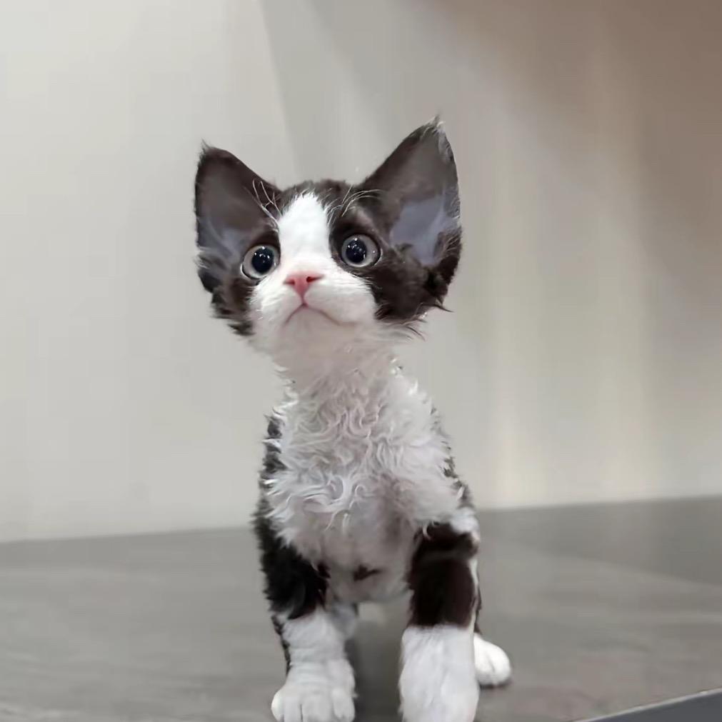 欣选猫舍-直播号
