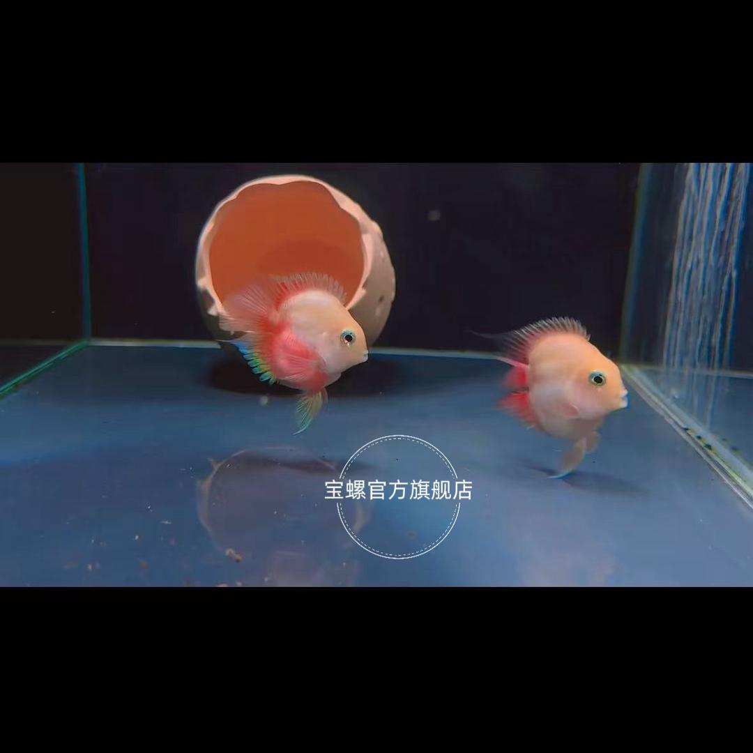 宝螺~精品桃心迷你鹦鹉鱼