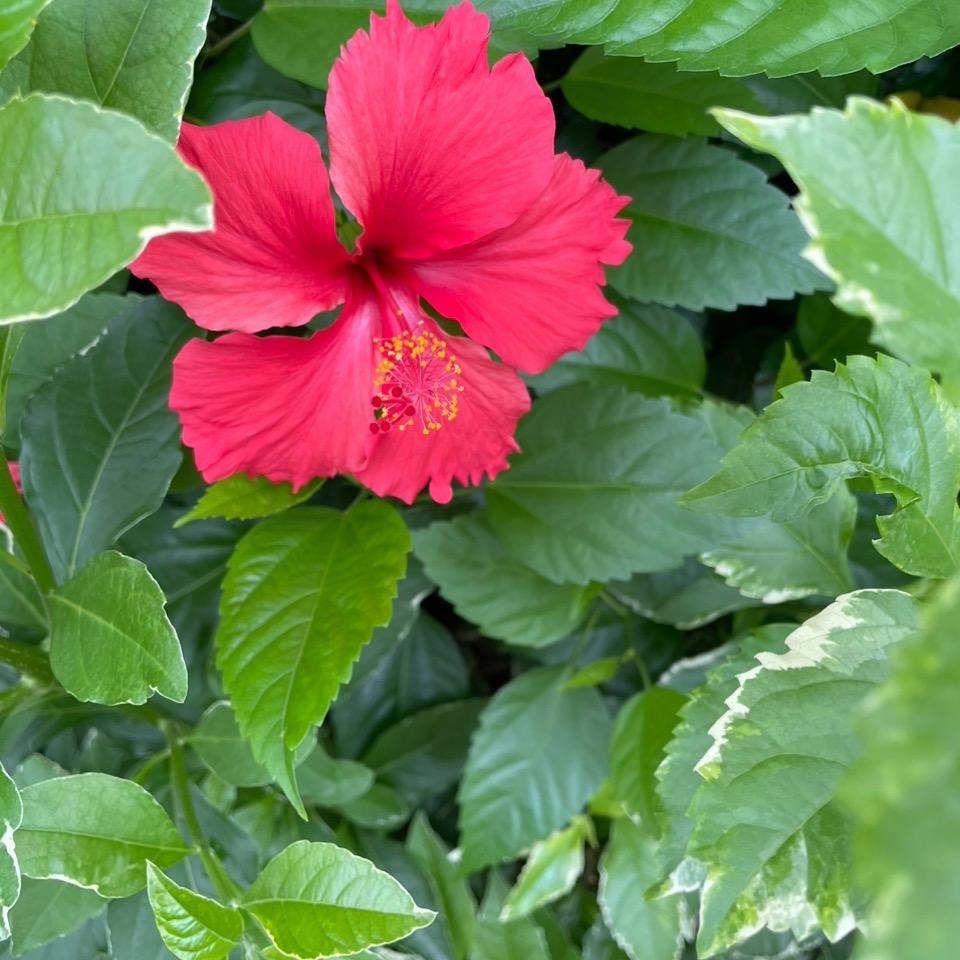 游游