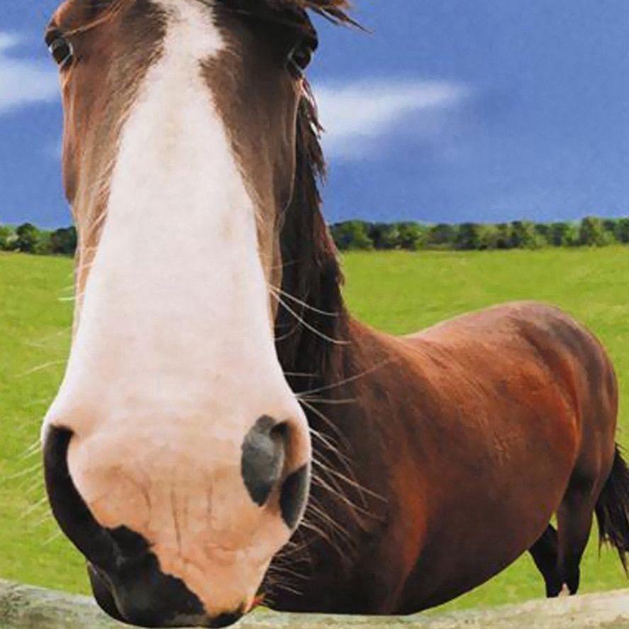 一条马🐎