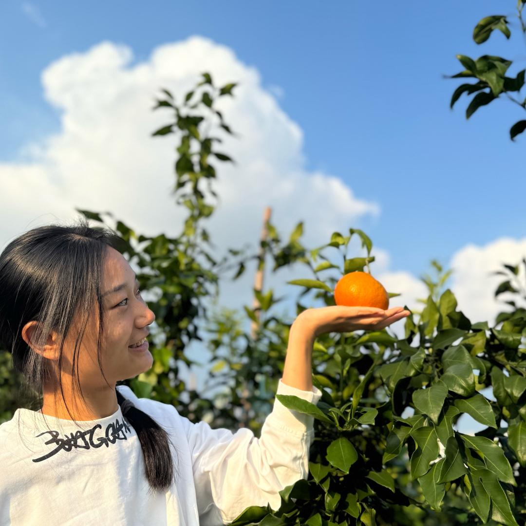 眉山御果果冻橙