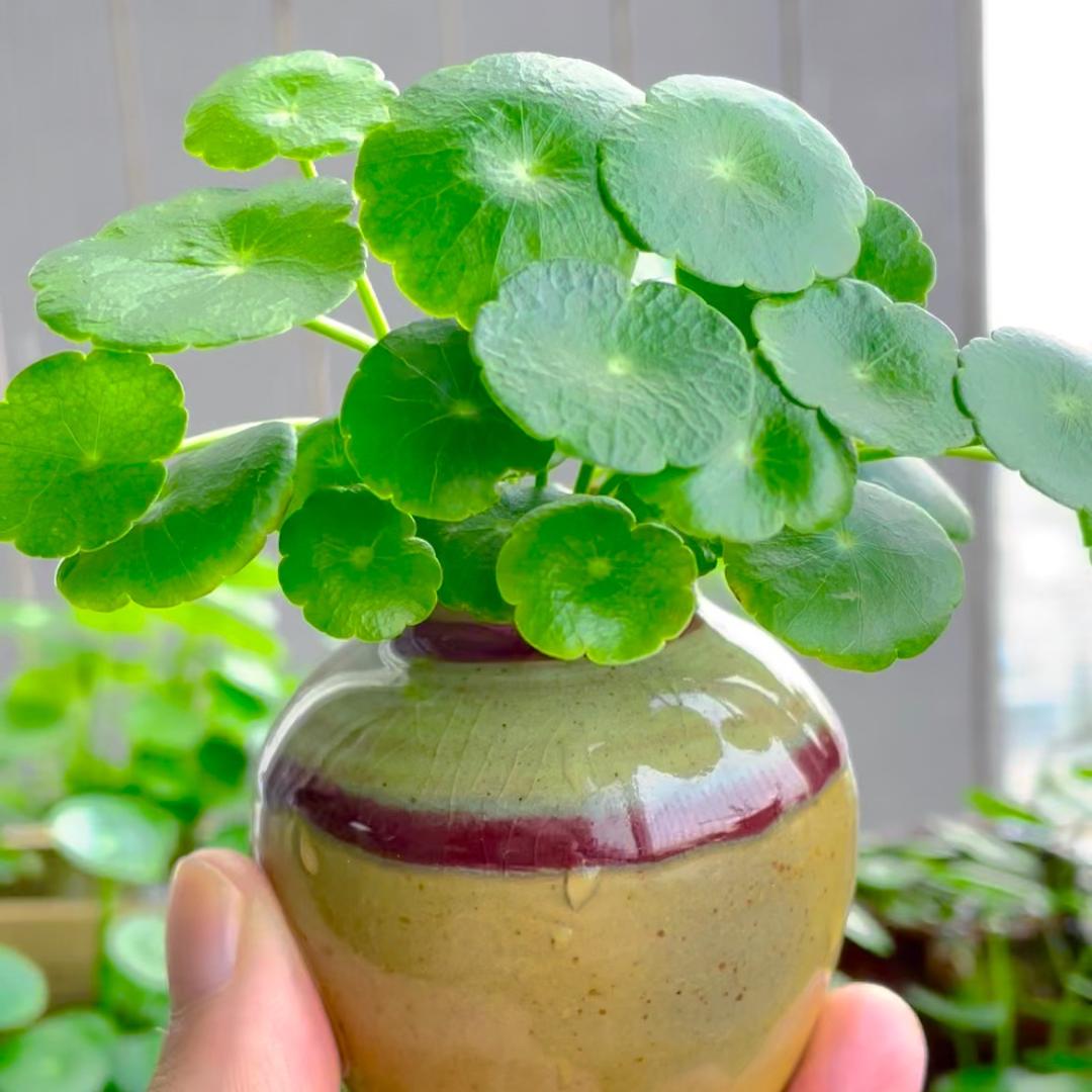 朝花希拾呀