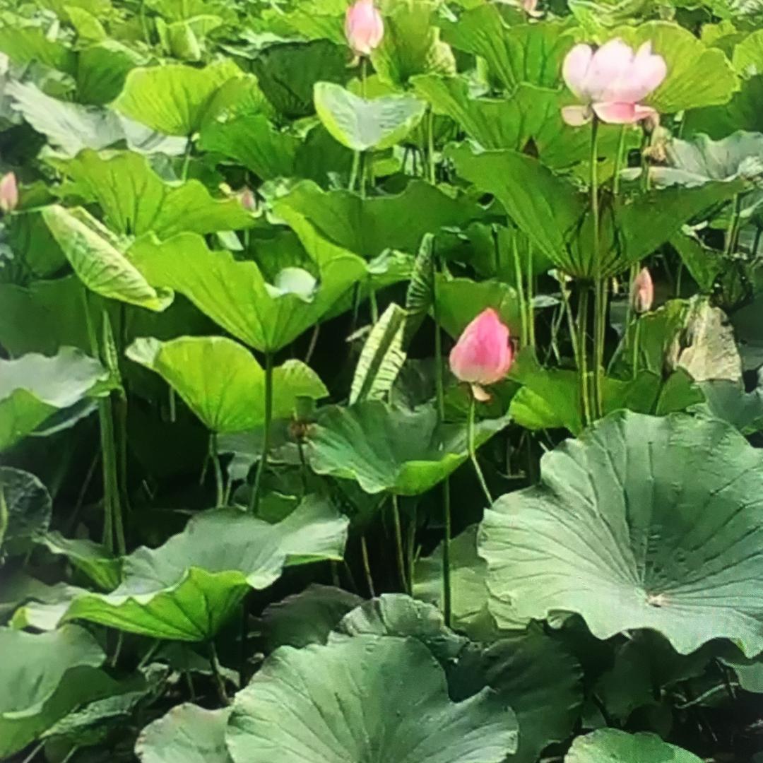 幸福常伴