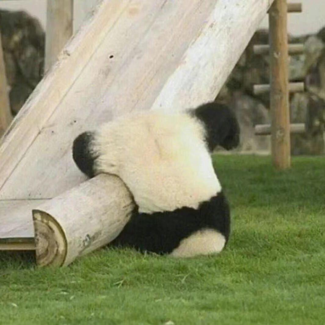 虚心龙