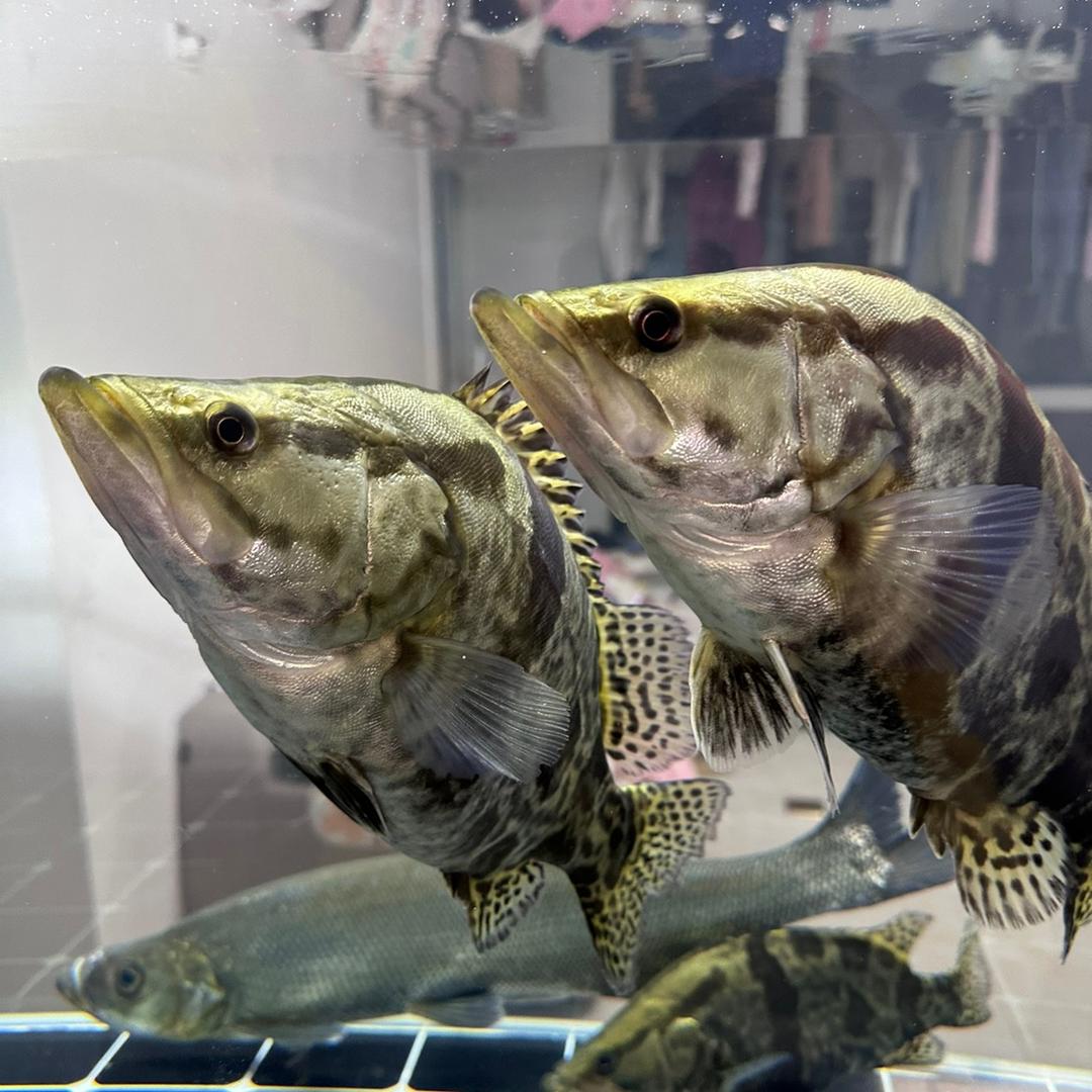 哈士鳜原生水族