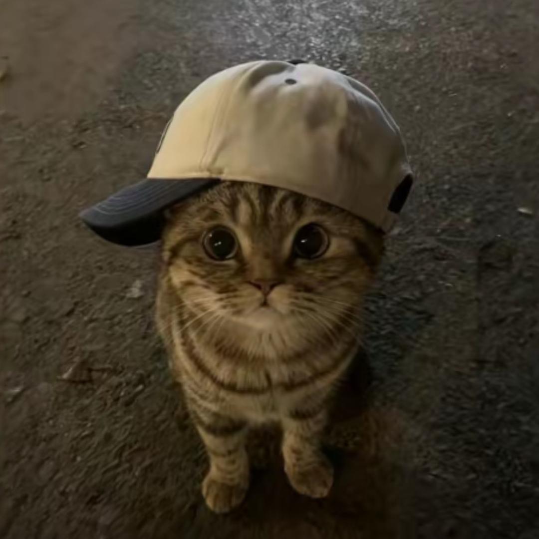 鹤望兰