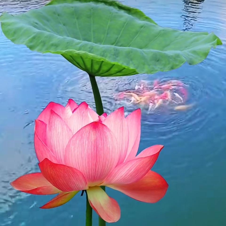 荷荷美美