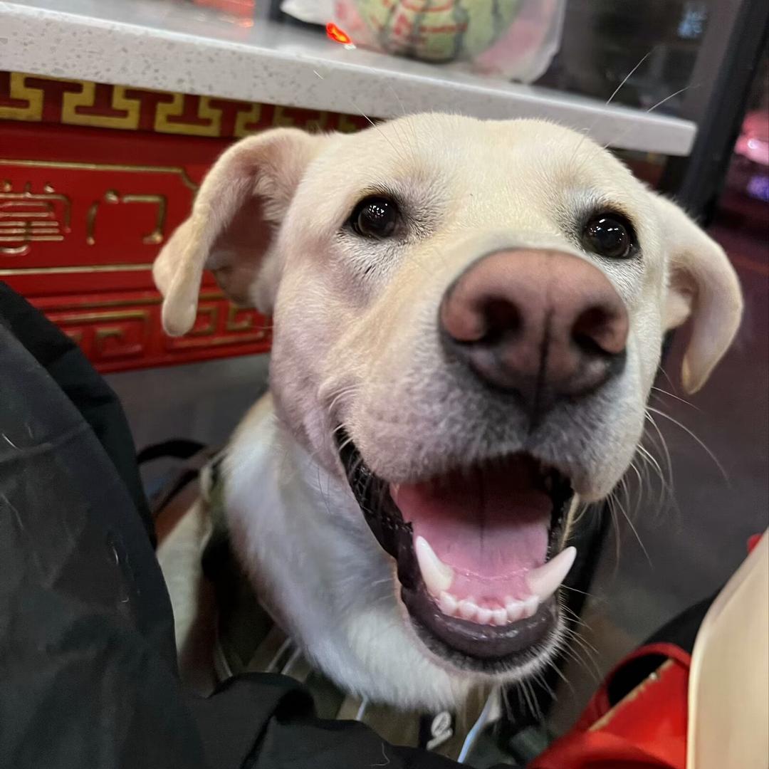 小鲨鱼鱼