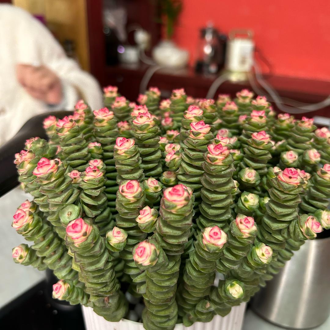 平淡的生活