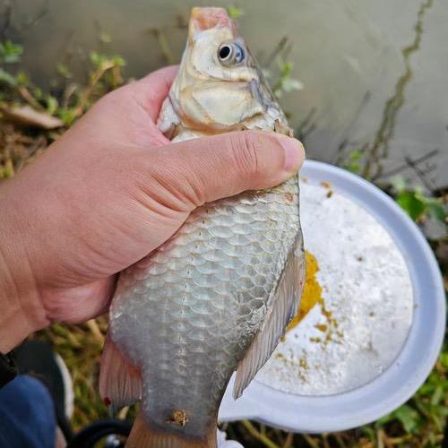 发酵小麦，玉米，高粱酒糟