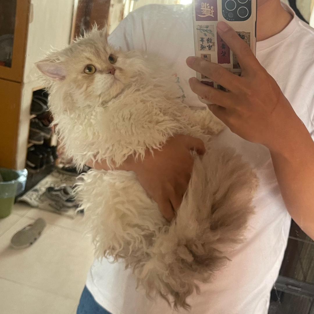 枳朴商贸经营部