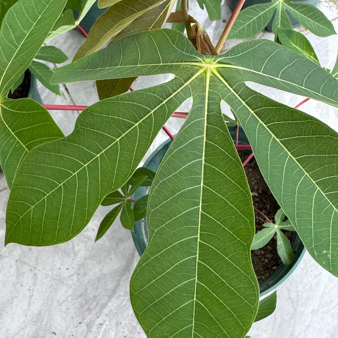 唐大姐说控糖 （本杜叶子蔬菜）总经理