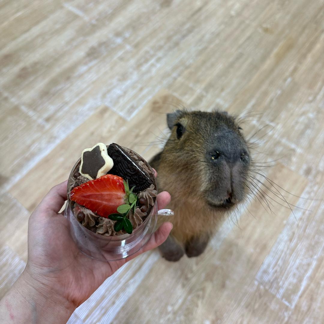 豚豚饲养员
